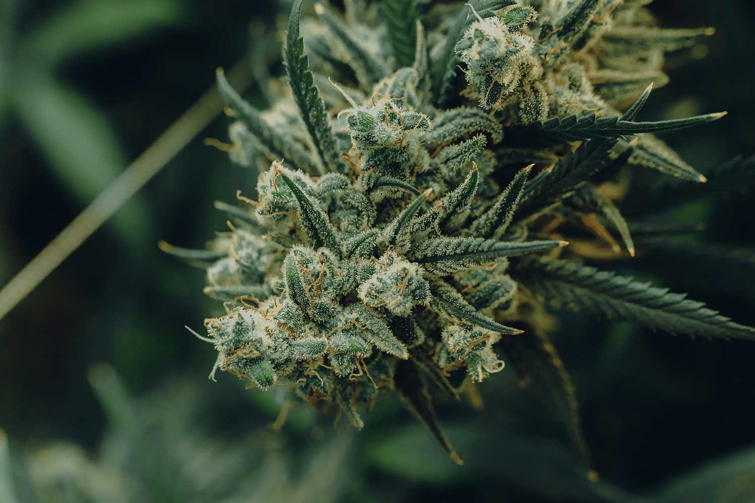 Marijuana-Flower-Bud